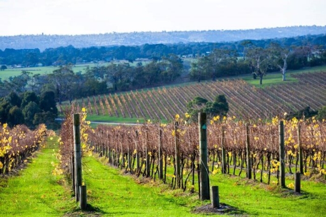 Autumn grape vines at Mornington