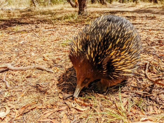 Iconic Echidna